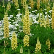 Lupinus 'Chandelier' (17/02/2017) Lupinus 'Chandelier' (Band of Nobles Series) added by Shoot)