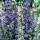'Blue & White Bells' is a slender, upright biennial with green leaves and tall stems with bell shaped flowers of soft-blue or white in summer. Campanula 'Blue & White Bells' added by Shoot)
