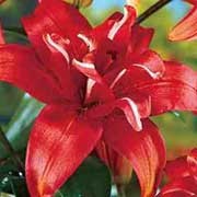 'Sphinx' is a clump-forming, upright bulbous perennial with lance-shaped leaves and semi-double, deep orange-red, funnel-shaped flowers in summer.  Lilium 'Sphinx' added by Shoot)