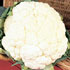 Brassica oleracea botrytis 'All Year Round'