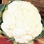'All Year Round' is a vegetable plant that forms a densely packed head of edible, white flower buds borne on a sturdy stalk above thick, green, basal leaves. This variety can be harvested in autumn. Brassica oleracea botrytis 'All Year Round' added by Shoot)
