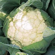 'Aviron' is a vegetable plant that forms a densely packed head of edible, white flower buds borne on a sturdy stalk above thick, green, basal leaves. This variety has smooth curds that are best when harvested young, in early autumn. Brassica oleracea botrytis 'Aviron' added by Shoot)