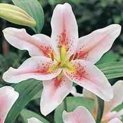 'Belcanto' is a clump-forming, upright bulbous perennial with lance-shaped leaves.  It has fragrant, pale-pink, funnel-shaped flowers with a yellow throat and a dark pink blush and freckles in summer.  Lilium 'Belcanto' added by Shoot)