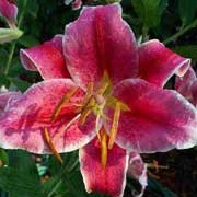 'Kissproof' is a clump-forming, upright bulbous perennial with lance-shaped leaves. It has fragrant, white edged, deep pink, funnel-shaped flowers in summer.
 Lilium 'Kissproof' added by Shoot)