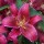 'Montezuma' is a clump-forming, upright bulbous perennial with lance-shaped leaves. It has fragrant, pink-purple, funnel-shaped flowers in summer.
 Lilium 'Montezuma' added by Shoot)