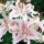 'Muscadet' is a clump-forming, upright bulbous perennial with lance-shaped leaves. It has fragrant, white, funnel-shaped flowers with a soft pink flush and freckles in summer.
 Lilium 'Muscadet' added by Shoot)