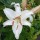 ''Siberia' is a clump-forming, upright bulbous perennial with lance-shaped leaves.  It has white, funnel-shaped flowers with wavy margins and green throats in summer.
 Lilium 'Siberia' added by Shoot)