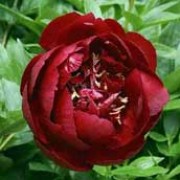 'Buckeye Belle' is a clump-forming herbaceous perennial.  It has dark green, divided leaves and fragrant deep red, semi-double, bowl-shaped flowers with conspicuous yellow anthers in early summer. Paeonia 'Buckeye Belle' added by Shoot)