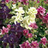 Salvia viridis Claryssa Series