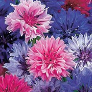 'Double' is an upright annual forming a mound of pink, blue and pale blue double flowers in the summer. Centaurea 'Double' added by Shoot)