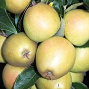 'Herefordshire Russet' is an upright, spreading apple tree with white to pale-pink flowers in spring followed by sweet, russet coloured fruit in late autumn. Malus domestica 'Herefordshire Russet' added by Shoot)