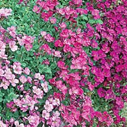 'Spring Cascade' is a mound forming perennial with slender stems, small, green leaves and pale-pink and pink flowers in spring. Aubrieta 'Spring Cascade' added by Shoot)