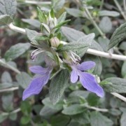  (26/06/2018) Teucrium fruticans added by Shoot)
