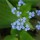 Brunnera macrophylla added by Shoot)