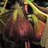 Ficus carica 'Violetta'