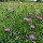Centaurea dealbata (10/06/2016) Centaurea dealbata added by Shoot)