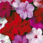'Expo Mixed' are mounding annuals with green leaves and single flowers in shades of pink, orange, red and purple. They have been made especially to stand up to British weather.
 Impatiens walleriana 'Expo Mixed' added by Shoot)