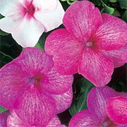 'Izzy Wizzy' is a mounding annual with green leaves and single blooms that are veined in shades of pink and white with bright eyes. Impatiens walleriana 'Izzy Wizzy'  added by Shoot)