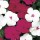 'Plum Sorbet' is a mounding annual with green leaves and single flowers in shades of wine-red and white with red markings that bloom throughout summer until the frost. Impatiens walleriana 'Plum Sorbet' added by Shoot)