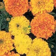 'Crackerjack Mixed' is a compact tender annual, with grey-green divided foliage and yellow and orange flowers throughout summer. Tagetes erecta 'Crackerjack Mixed' added by Shoot)