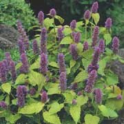 'Golden Jubilee' is a hardy perennial with linear, aromatic, grey-green leaves and upright spikes of tubular, lavender-blue flowers in summer, autumn.
 Agastache foeniculum 'Golden Jubilee' added by Shoot)