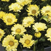 'Lemon Zest' is dwarf, well branched, and long flowering annual. It has large, crested silver-yellow flowers with darker yellow centres.
 Calendula officinalis 'Lemon Zest' added by Shoot)