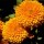 'Orange King' has large, crested, double, bright orange flowers.  Calendula officinalis 'Orange King' added by Shoot)