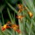 'Meteor' is a clump-forming perennial with upright sword-shaped leaves and arching racemes of orange-yellow tubular flowers with yellow throats in summer.
 Crocosmia x crocosmiiflora 'Meteor' added by Shoot)