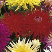 'Berger's Record' is a perennial with dark-green ovate leaves. In summer and autumn, it bears bright red coloured, flowers with rolled, pointed petals.
 Dahlia 'Berger's Record' added by Shoot)