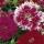 'Cottager' is a compact, spreading, evergeen perennial with linear, grey-green leaves and scented, double and semi-double pink or pink and white flowers in early summer.
 Dianthus 'Cottager' added by Shoot)