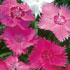 Dianthus plumarius 'Sweetness'