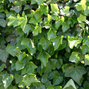 Hedera helix subsp. hibernica (Irish ivy) (09/06/2017) Hedera helix subsp. hibernica added by Shoot)