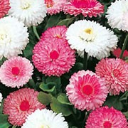 'Clutch of Pearls' is a perennial often grown as a biennial. It has a rosette of mid-green leaves with narrow stems topped with pompons of narrow petals in pink, red and white. It has a very long flowering season from early spring to autumn. Bellis perennis 'Clutch of Pearls' added by Shoot)