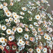 'Profusion' is a perennial that produces cheery, daisy-like flowers from late spring to late autumn. It has white flowers flushed pink. Erigeron 'Profusion' added by Shoot)