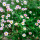 Erigeron 'Profusion' (Midsummer daisy 'Profusion') Added by Nicola