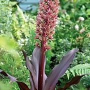 Eucomis comosa  added by Shoot)