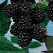 'Chester' is a moderate-sized bush with upright thornless canes, white flowers in summer followed by dark blackberries in late summer.
 Rubus fruticosus 'Chester' added by Shoot)