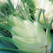 Perfection' is an annual with edible, green feathery fronds and a tight cluster of overlapping stems that swell to a 'bulb' as it grows. This plant is grown for the 'bulb', which has an aniseed flavour and crispy texture. Foeniculum vulgare 'Perfection' added by Shoot)