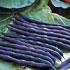 Phaseolus vulgaris 'Purple Queen' 