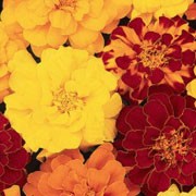 'Durango Mix' is a compact annual, with green divided foliage and large, triploid flowers, some solid yellow, orange and red and some two-toned blooming throughout summer until the frost. Tagetes patula 'Durango Mix' added by Shoot)