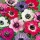 'Sweetheart' Mix is a perennial with fringed leaves and crimson, scarlet, cerise, mauve, blue and white, large single flowers in summer. Anemone 'Sweetheart' added by Shoot)