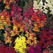 'Illumination' F1 Mix is an herbaceous perennial, sometimes grown as an annual. It has lance-shaped leaves and from mid-summer to early autumn bears spikes of two-lipped bi-coloured flowers in shades of purple, yellow, red or orange.
 Antirrhinum 'Illumination' added by Shoot)