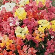 'Magic Carpet' is a herbaceous perennial often grown as an annual with deep green, lance-shaped leaves and short, upright racemes smothered in pink, orange, red and yellow flowers from the summer until the first frosts.
 Antirrhinum majus 'Magic Carpet' added by Shoot)
