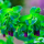 Cerinthe major 'Purpurascens' (Honeywort 'Purpurascens') Added by Nicola