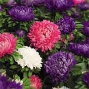 'Asteroid' Mix is an upright, bushy annual that has double, incurved, deep blue, light blue, rose, scarlet and white flower heads in summer until autumn. Aster 'Asteroid' added by Shoot)
