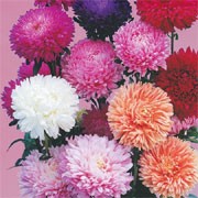 'Big Boy' Mix is an upright, bushy annual that has double, incurved flower heads in shades of appleblossom, apricot, pink, red, violet and white in summer until autumn.  Aster 'Big Boy' added by Shoot)