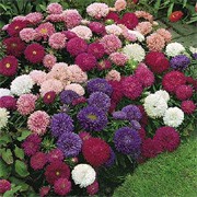 'Ticklish' is an upright, bushy annual that has double, incurved flower heads in shades of pink, red, purple and white in summer until autumn. Aster 'Ticklish' added by Shoot)