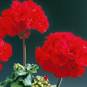 'Samelia' is a tender perennial often grown as an annual. This zonal pelargonium has rounded green leaves, and large clusters of single red flowers from summer until the frost. Pelargonium 'Samelia' added by Shoot)