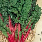 'Rhubarb Chard' is a leafy, dark green vegetable, related to the beet, also grown as an ornamental, with long crimson stems and ribs and dark foliage.  Beta vulgaris cicla var. flavescens 'Rhubarb Chard' added by Shoot)