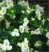 Begonia  'Ambassador White' (Ambassador Series)